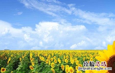 怎么提高向日葵的结实率 如何让向日葵快速生长