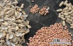 花生的催芽方法视频 花生的催芽方法