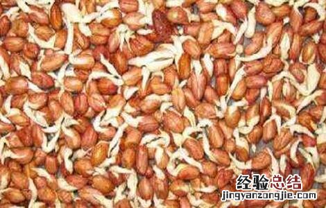 花生的催芽方法视频 花生的催芽方法