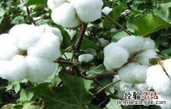 棉花吐絮期的管理要点 棉花在吐絮期阶段的田间管理主攻方向是