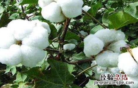 棉花吐絮期的管理要点 棉花在吐絮期阶段的田间管理主攻方向是