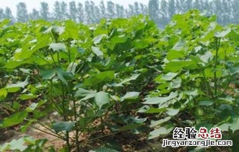 棉花吐絮期的管理要点 棉花在吐絮期阶段的田间管理主攻方向是