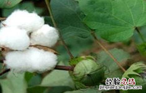 棉花吐絮期的管理要点 棉花在吐絮期阶段的田间管理主攻方向是