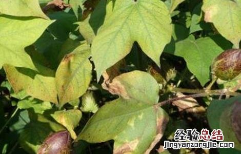 棉花吐絮期的管理要点 棉花在吐絮期阶段的田间管理主攻方向是