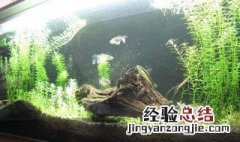养水草用什么底砂好呢 养水草用什么底砂