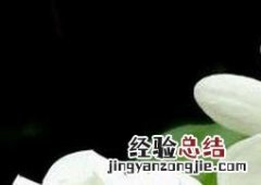 非洲茉莉的养殖方法和注意事项可以用磷酸二氢钾吗? 非洲茉莉的养殖方法和注意事项