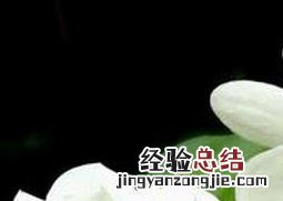 非洲茉莉的养殖方法和注意事项可以用磷酸二氢钾吗? 非洲茉莉的养殖方法和注意事项
