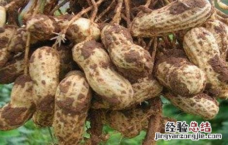 花生种植的田间管理要点 花生种植的田间管理