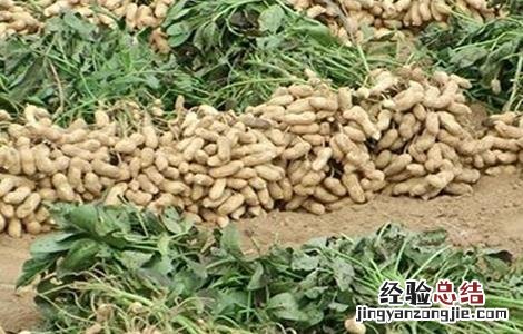 花生种植的田间管理要点 花生种植的田间管理