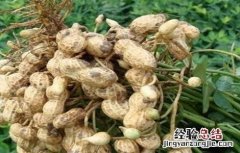 花生种植的田间管理要点 花生种植的田间管理
