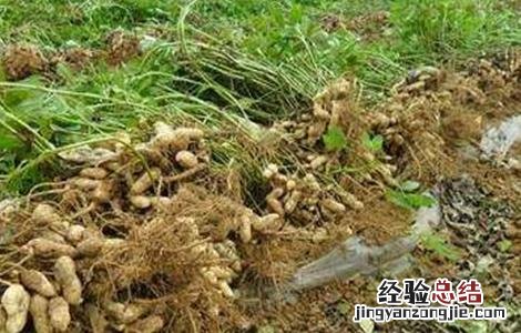 花生种植的田间管理要点 花生种植的田间管理