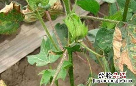 棉花僵苗的原因及防治方法 棉花僵苗的原因及防治方法是什么