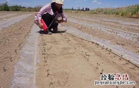 棉花僵苗的原因及防治方法 棉花僵苗的原因及防治方法是什么