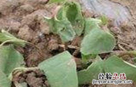棉花僵苗的原因及防治方法 棉花僵苗的原因及防治方法是什么
