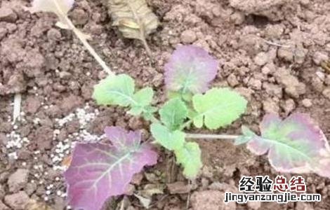 棉花僵苗的原因及防治方法 棉花僵苗的原因及防治方法是什么