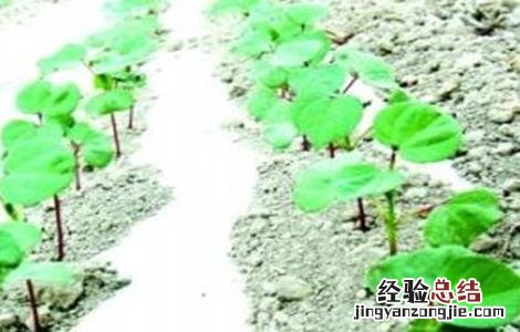 棉花僵苗的原因及防治方法 棉花僵苗的原因及防治方法是什么