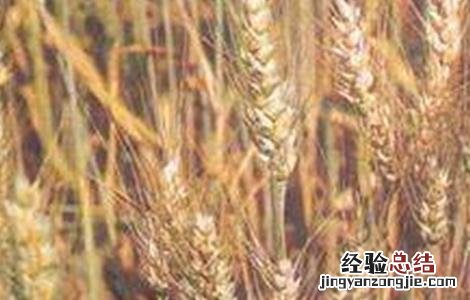 小麦早衰的原因及防治方法 小麦早衰怎么办