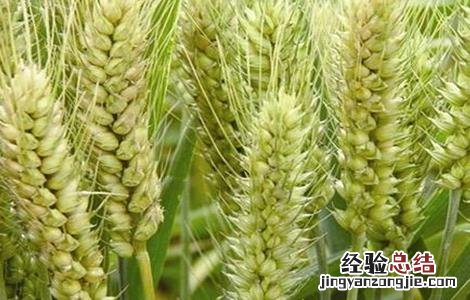 小麦早衰的原因及防治方法 小麦早衰怎么办