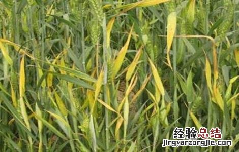 小麦早衰的原因及防治方法 小麦早衰怎么办