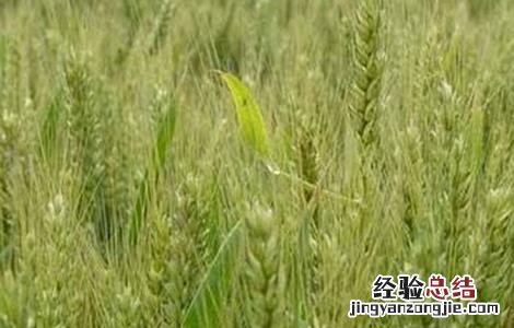 小麦早衰的原因及防治方法 小麦早衰怎么办