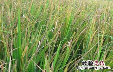 小麦早衰的原因及防治方法 小麦早衰怎么办