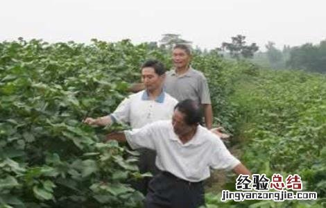 棉花疯长的原因及防治方法 棉花疯长的原因及防治方法图片