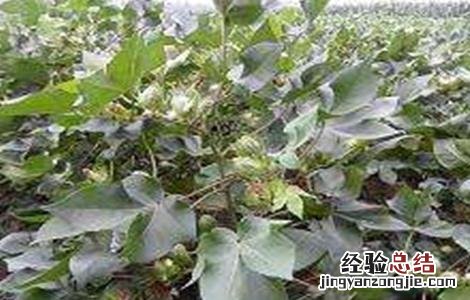 棉花疯长的原因及防治方法 棉花疯长的原因及防治方法图片