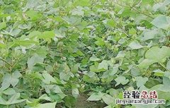 棉花疯长的原因及防治方法 棉花疯长的原因及防治方法图片