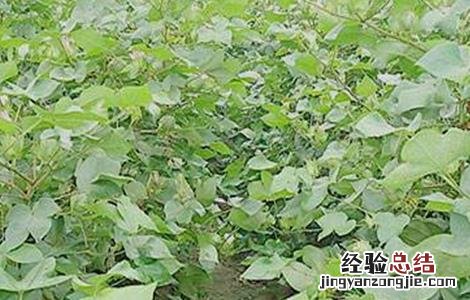 棉花疯长的原因及防治方法 棉花疯长的原因及防治方法图片