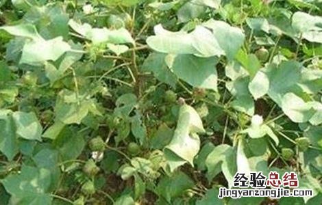 棉花疯长的原因及防治方法 棉花疯长的原因及防治方法图片