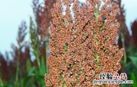 高粱的施肥技术 高粱的施肥技术有哪些