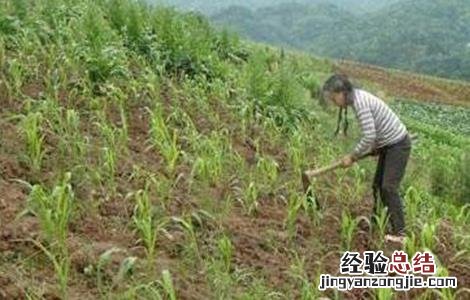 高粱的施肥技术 高粱的施肥技术有哪些