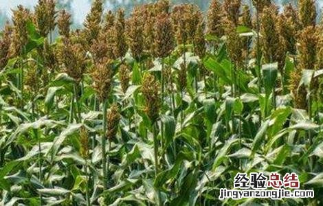 高粱的施肥技术 高粱的施肥技术有哪些