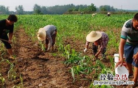 高粱的施肥技术 高粱的施肥技术有哪些