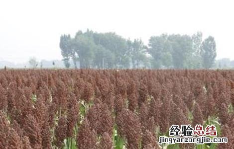 高粱的施肥技术 高粱的施肥技术有哪些