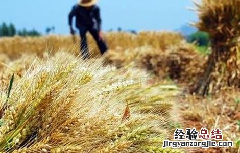 小麦种植的注意事项有哪些 小麦种植的注意事项
