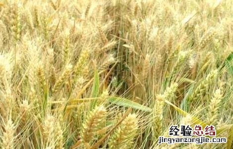 小麦种植的注意事项有哪些 小麦种植的注意事项