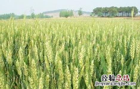 小麦种植的注意事项有哪些 小麦种植的注意事项