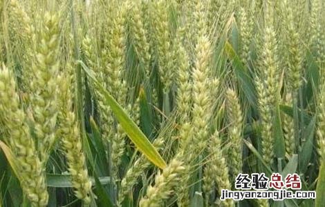 小麦种植的注意事项有哪些 小麦种植的注意事项