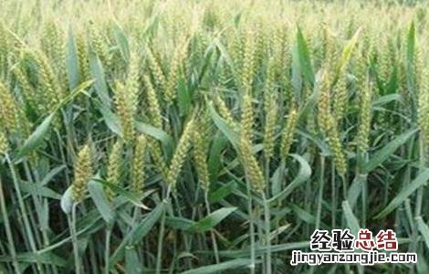 小麦种植的注意事项有哪些 小麦种植的注意事项