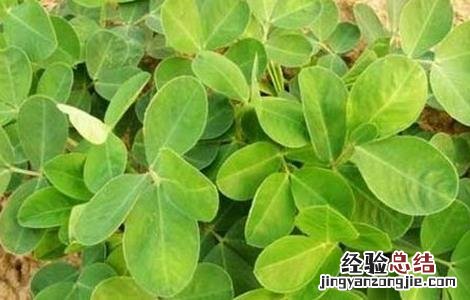 花生种植的注意事项 花生种植的注意事项有哪些