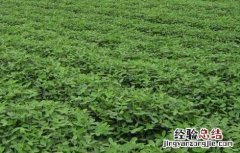 花生种植的注意事项 花生种植的注意事项有哪些