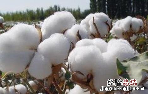 棉花追肥的要点是什么 棉花追肥的要点