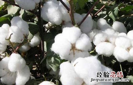 棉花追肥的要点是什么 棉花追肥的要点