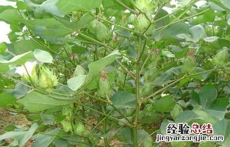 棉花追肥的要点是什么 棉花追肥的要点