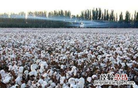 棉花追肥的要点是什么 棉花追肥的要点