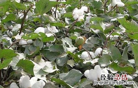 棉花追肥的要点是什么 棉花追肥的要点