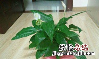 白掌是酸性植物吗 白掌是酸性植物吗为什么