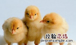 刚出壳的小鸡能晒太阳吗 小鸡能晒太阳吗
