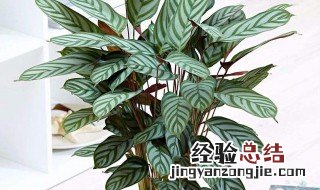 竹芋适合水培吗 竹芋可以水培吗,啥时季节比较好